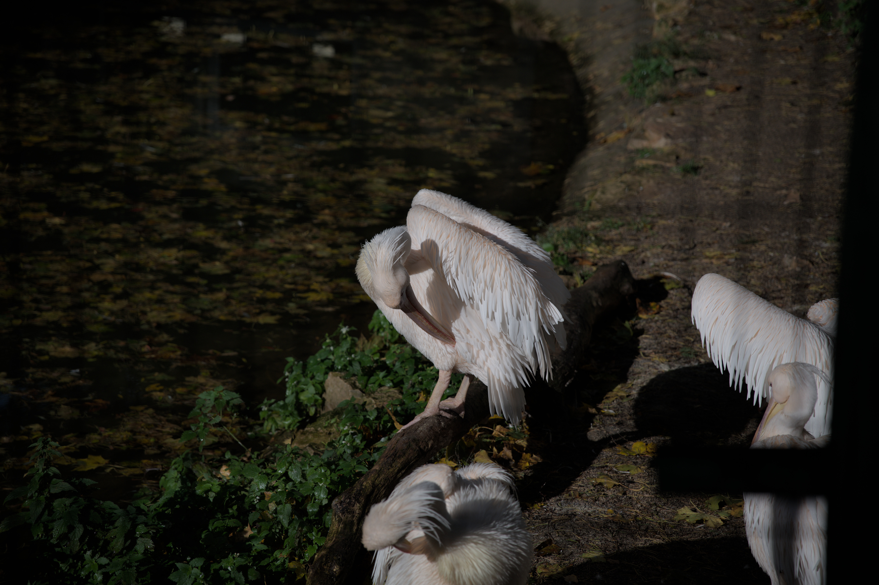 2025/10/12 - zoo/DSC_0314.jpg